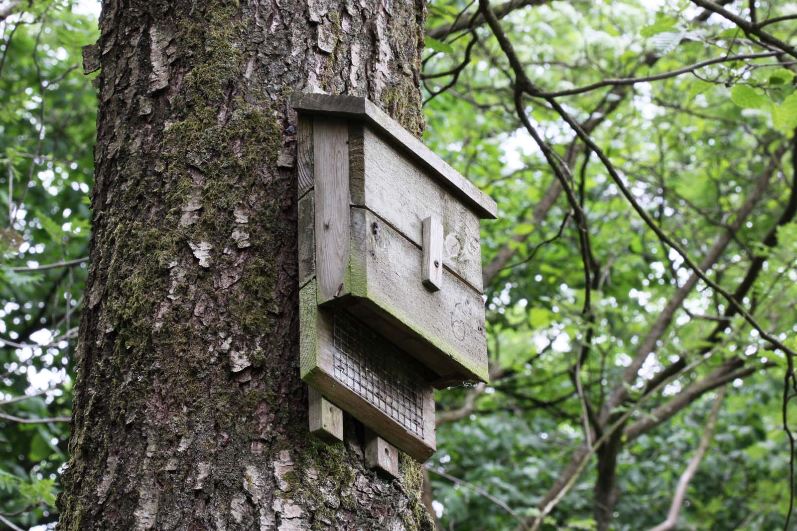 A wooden bat box mounted on the trunk of a tree