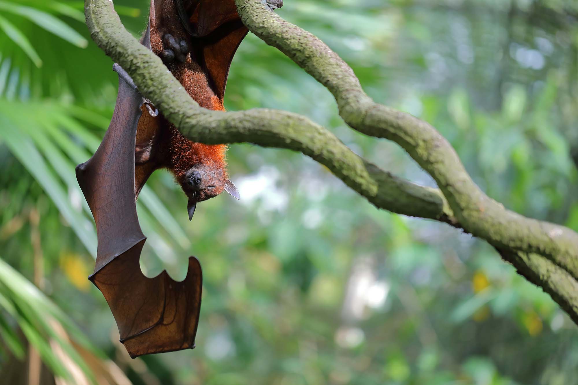 A reddish bat hanging with eyes closed on a tree branch, with its wing extended
