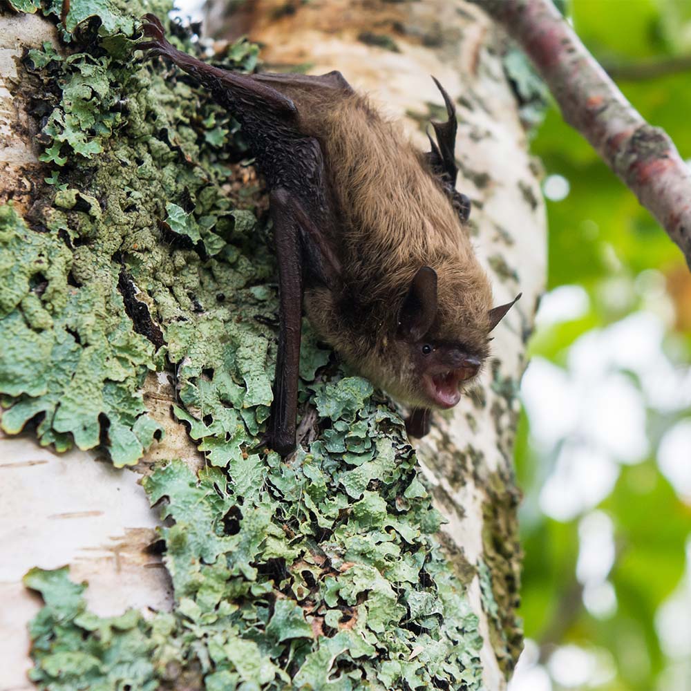 How (and why) to garden for bats