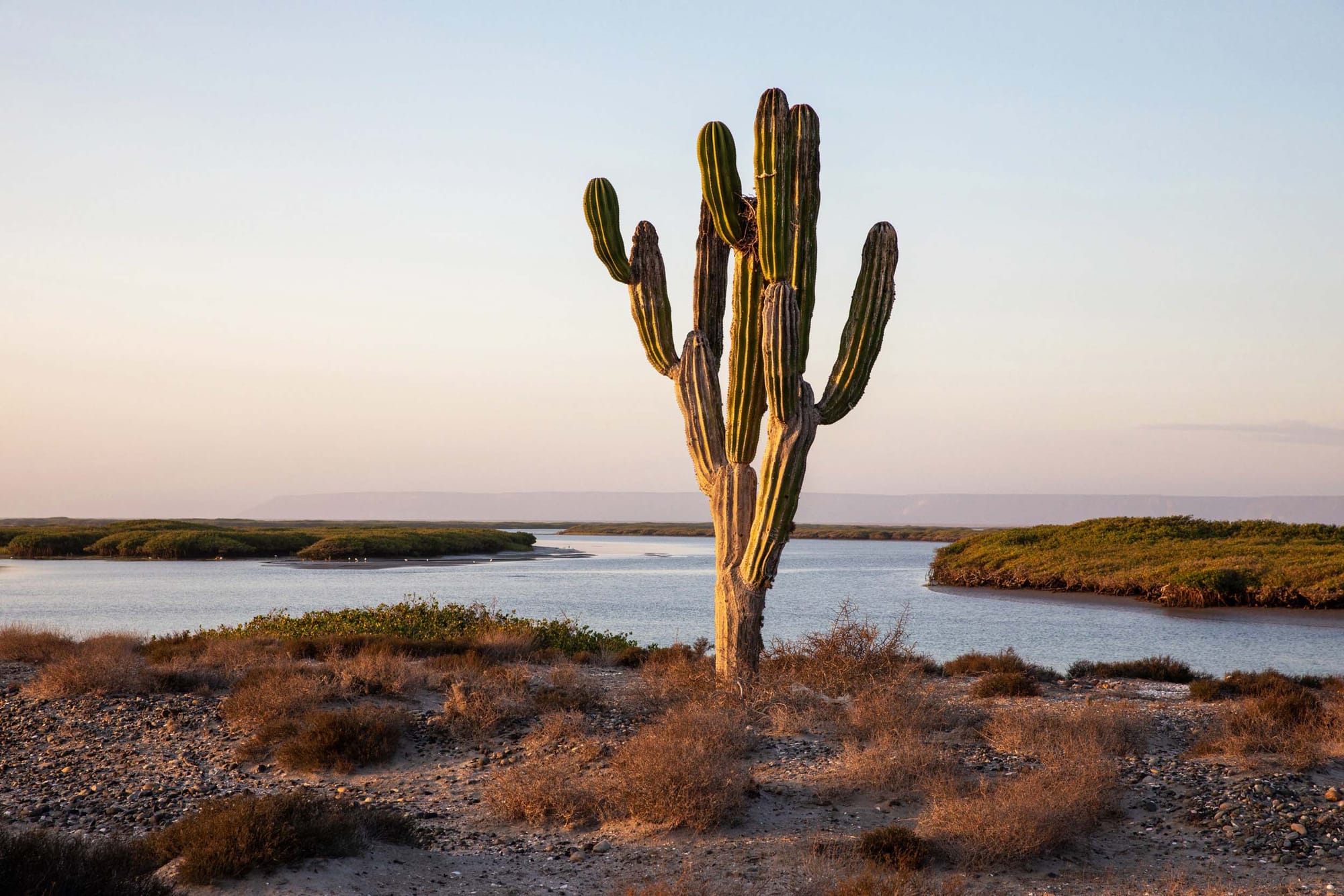 A classic tall cactus with lots of arms surrounded by flat land and water