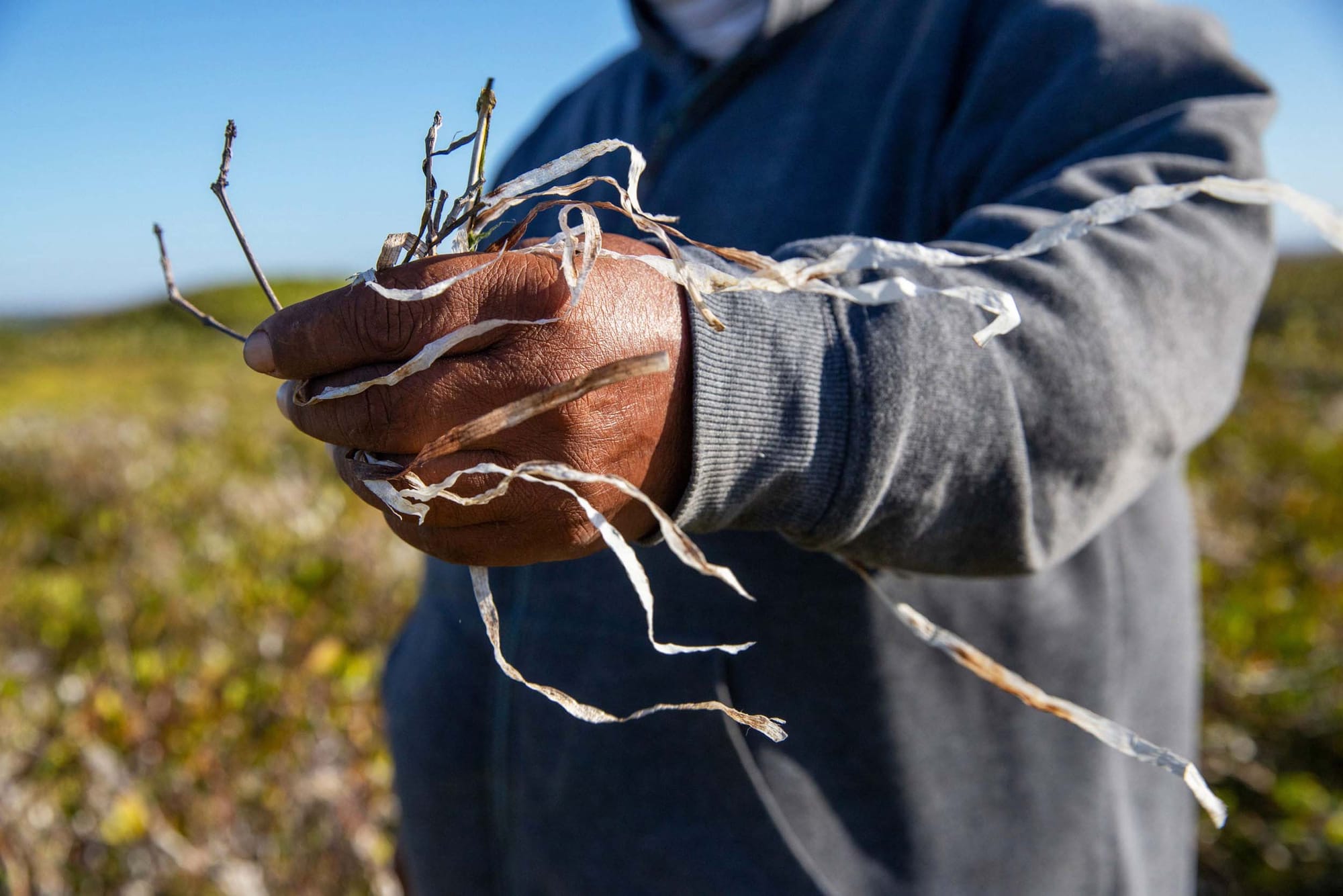 A hand holding out strands of dried seagrass