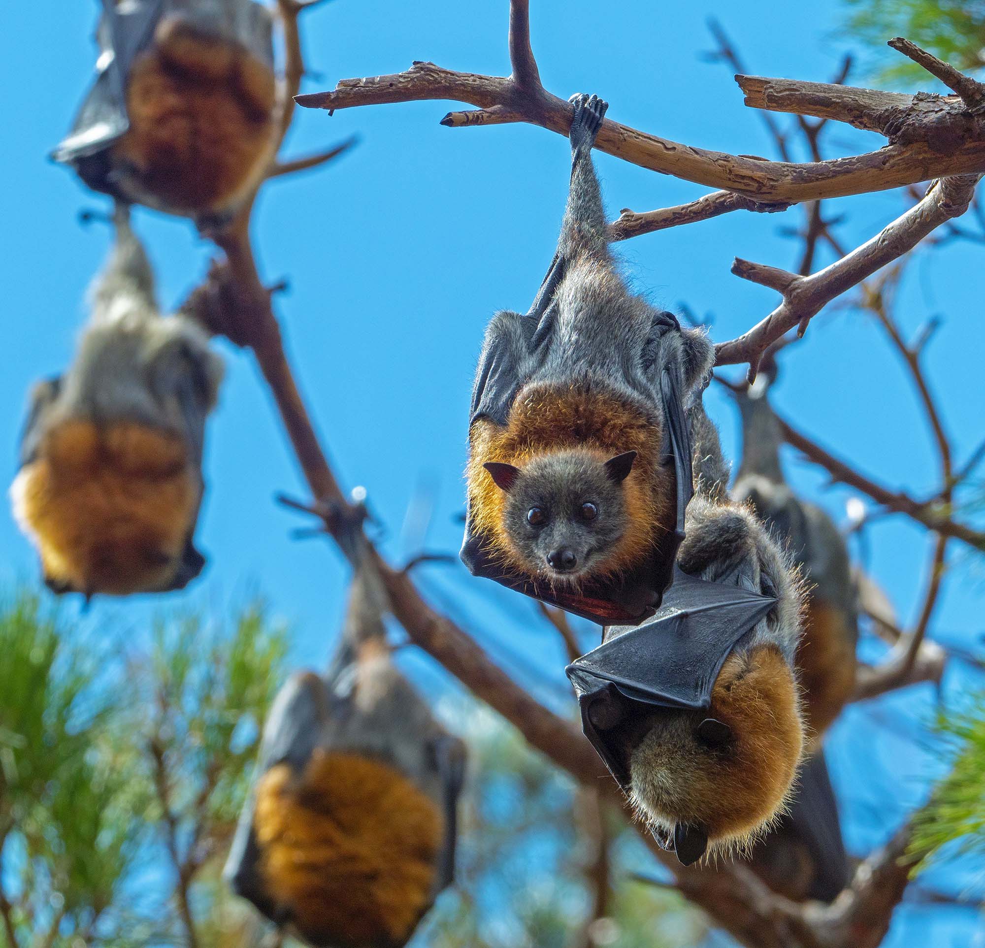 A group of bats hanging on a tree with blue sky in the background. One is looking at the camera