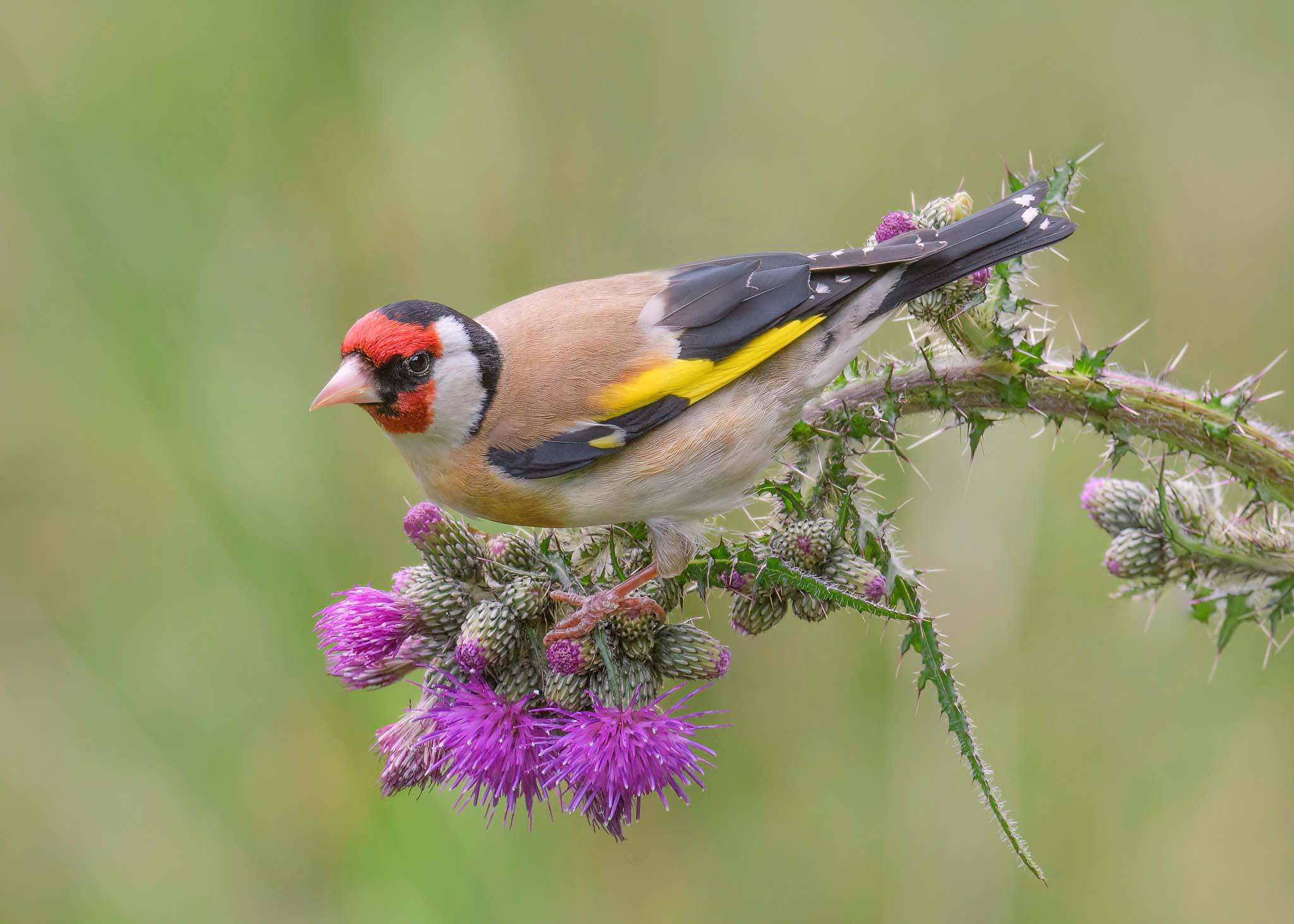 A colourful bird perched on a thistle branch