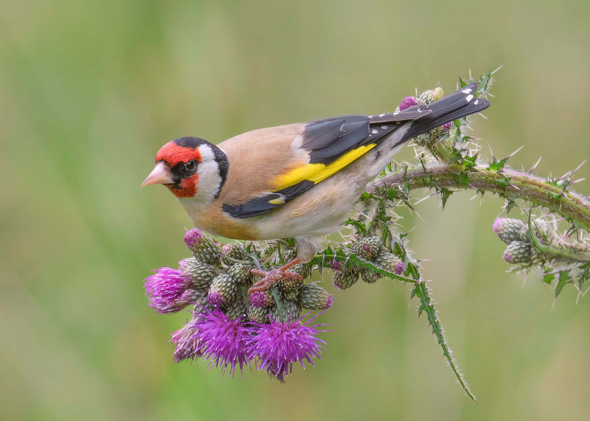 5 easy ways to boost biodiversity in your yard