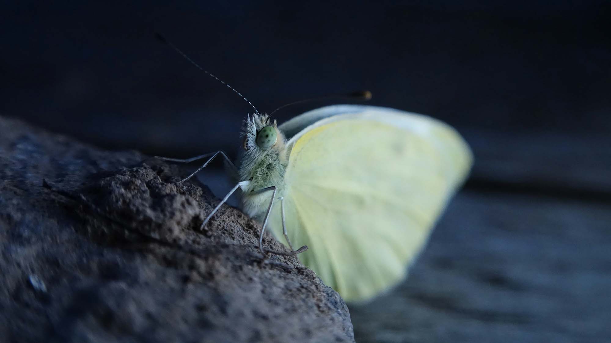 A white moth photographed at night