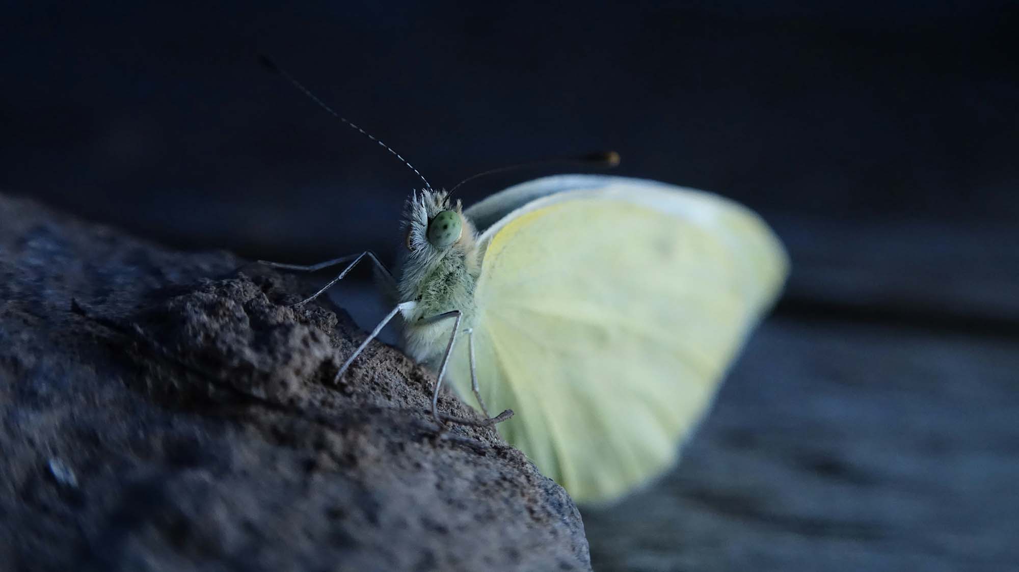 5 easy ways to boost biodiversity in your yard