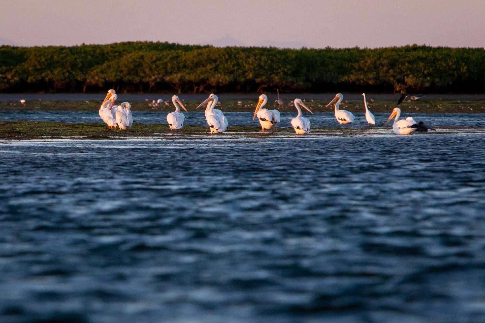 Pelicans resting on a low-lying island