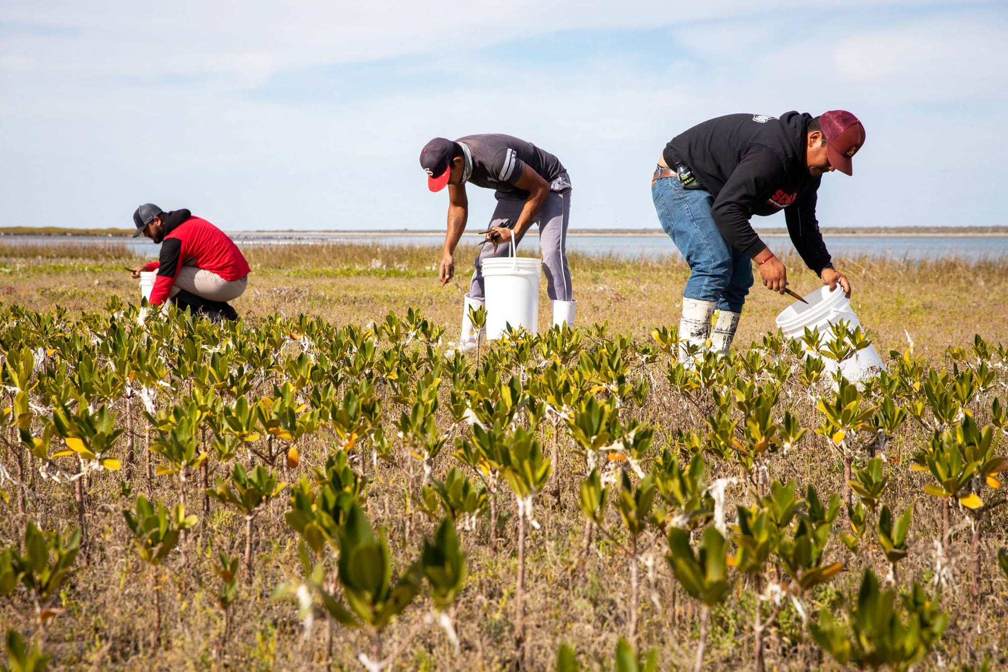 Three people in the sunshine planting mangroves