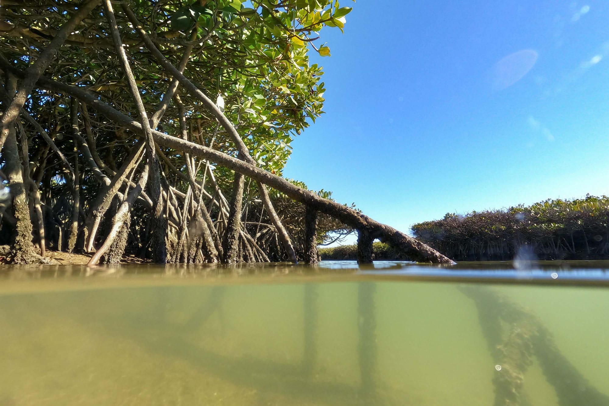 Looking up at mangroves from the water level