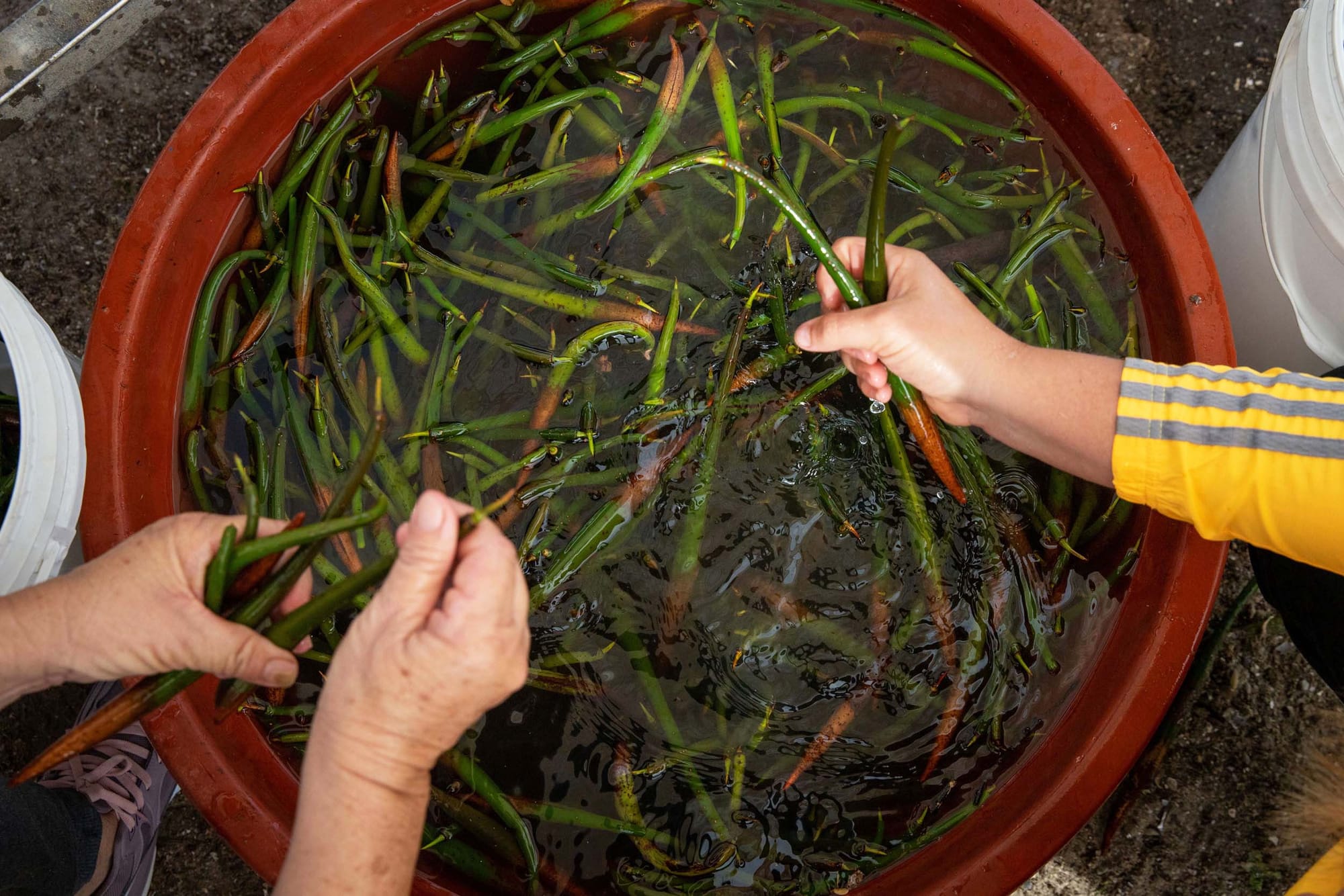 Looking down at a bucket full of water and mangrove propagules