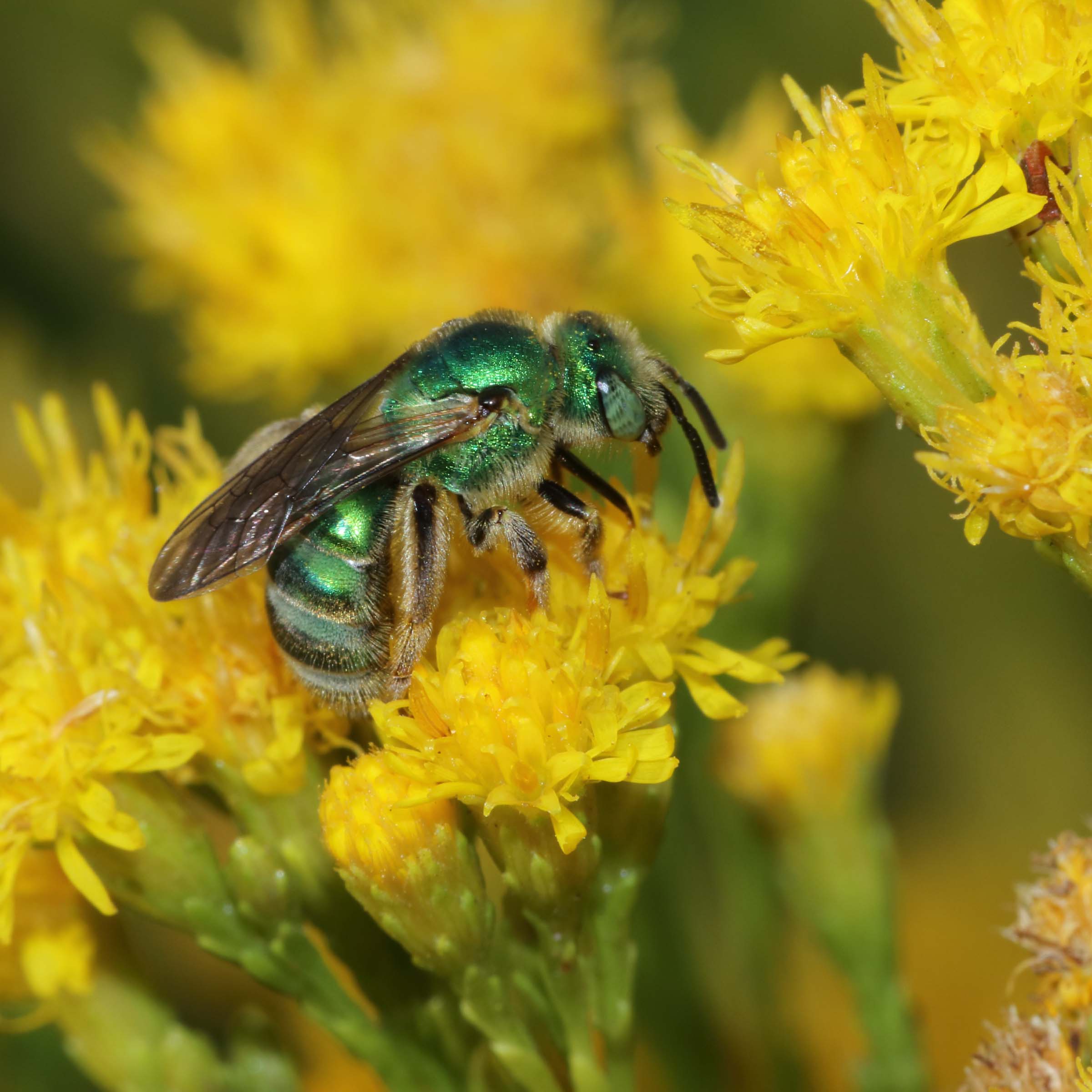 A green bee on a yellow flower
