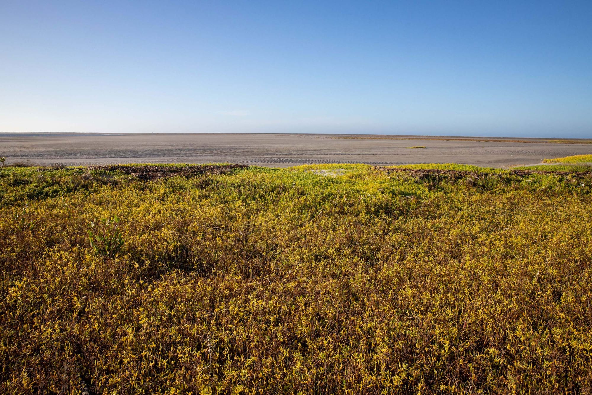 Flat land with mangroves in the foreground and sand in the background, with blue sky beyond