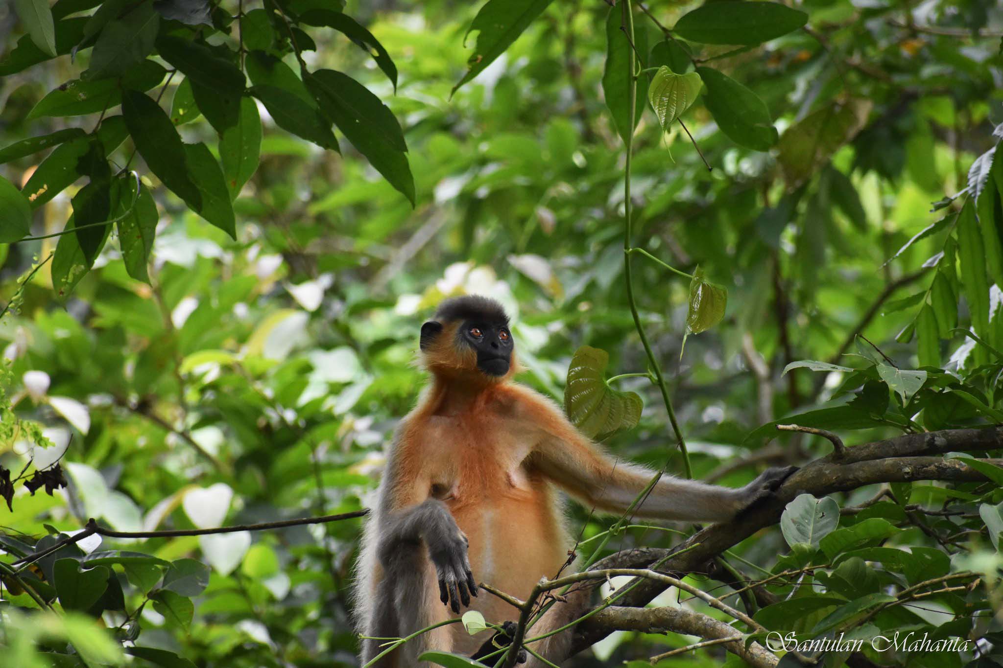 A capped langur in a tree, looking pensively into the distance