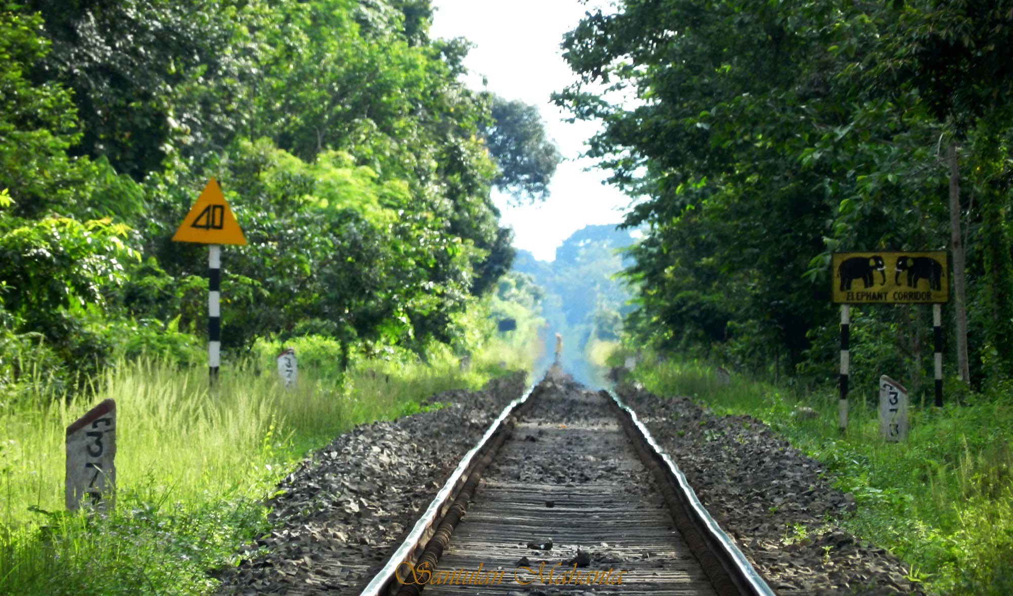 Looking along train tracks with forest on either side