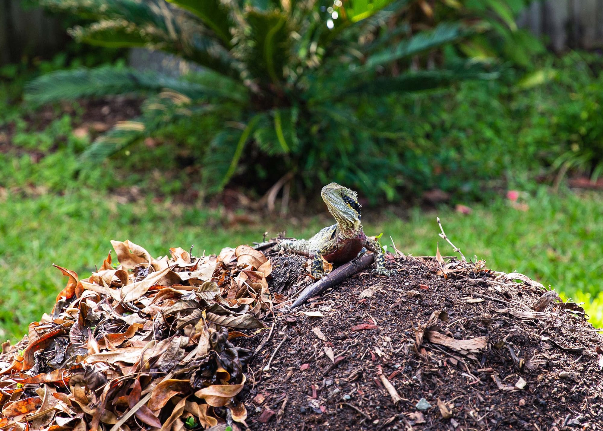 A large lizard on top of a backyard compost pile