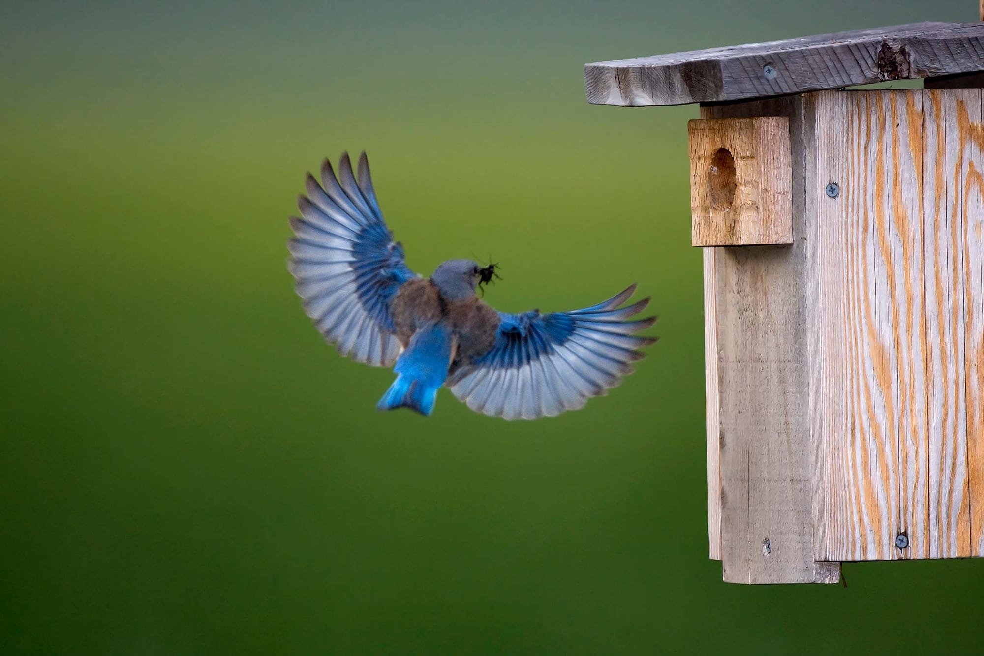 a bird with wings outstretched and an insect in its beak flying to a nesting box