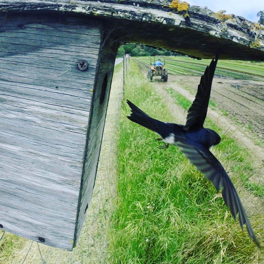 close-up of a bird flying out of a wooden nesting box with a tractor and farm field in the background