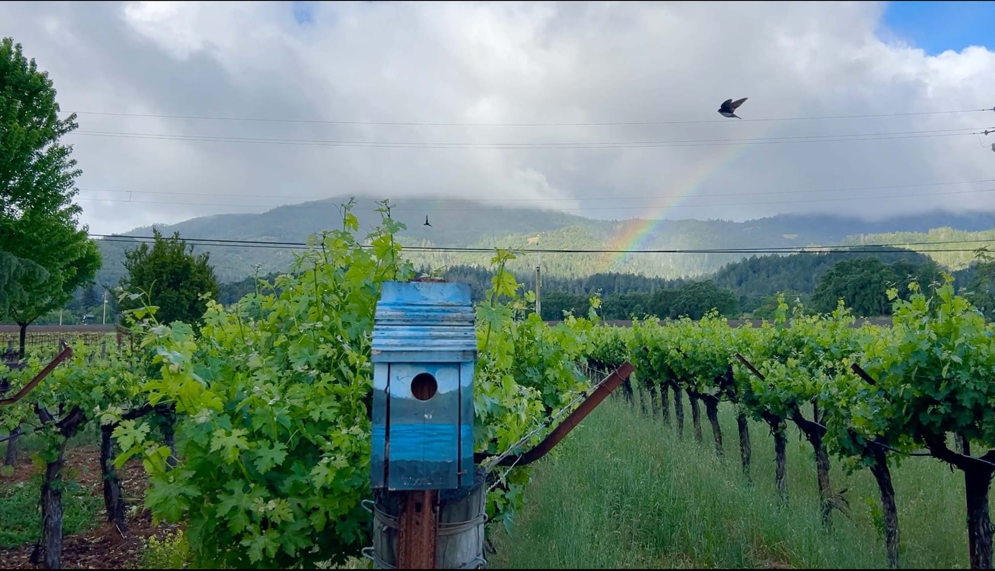 a blue nesting box in foreground with rows of grapevines, birds and a rainbow in background