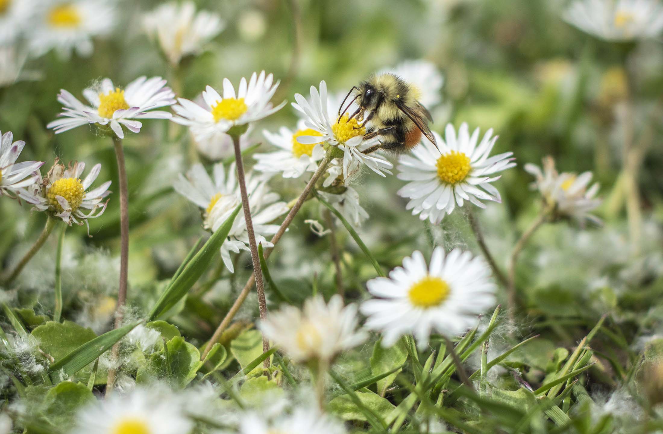 Close-up of yellow-and-white daisies with a bumblebee perched on one flower