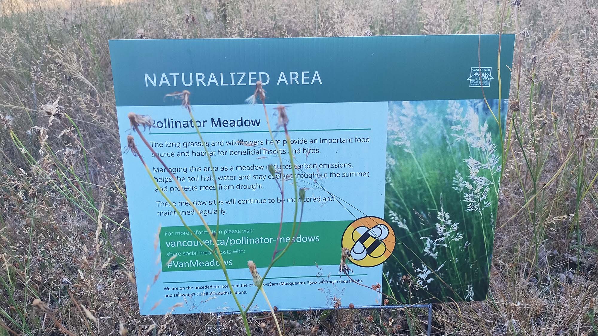 A sign designating a "naturalized area" in Vancouver, with information on pollinator meadows