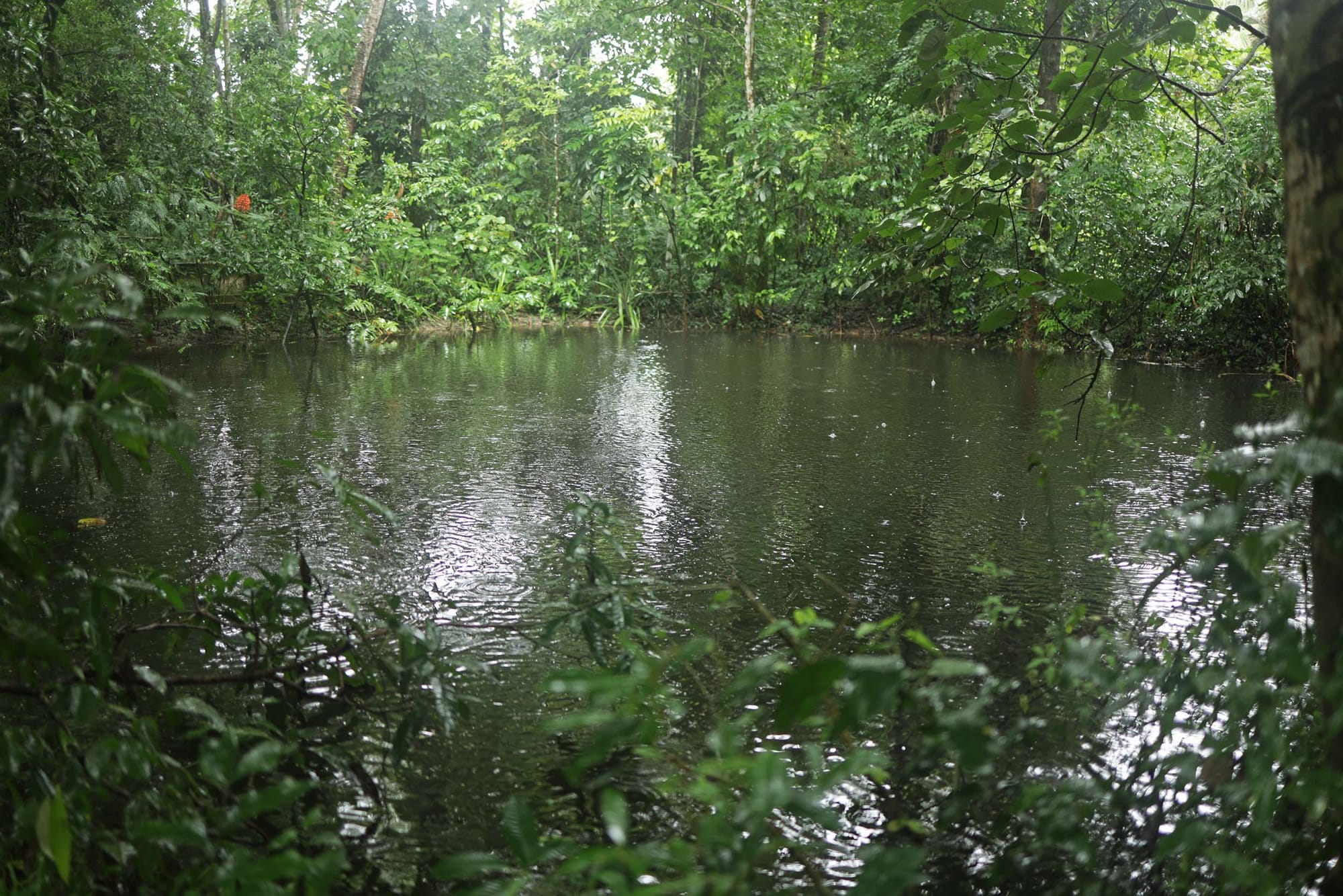 A pond surrounded by lush trees and other greenery
