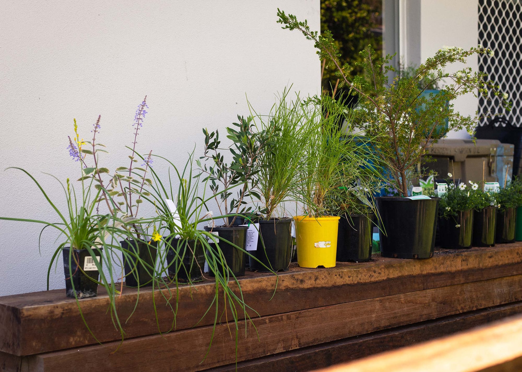 A row of plants in pots lined up on an outdoor fence