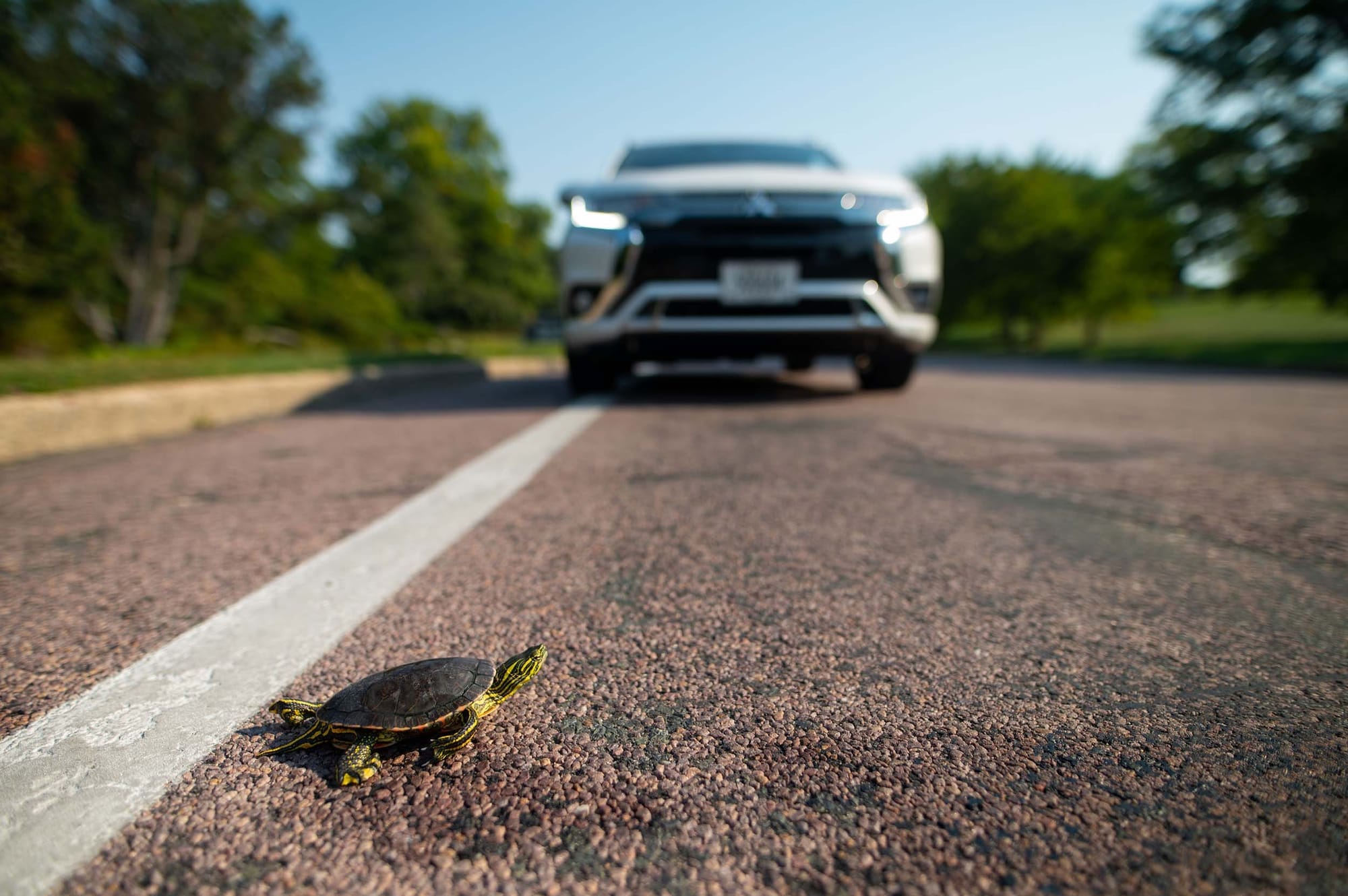 A mock turtle "crossing" the road in front of a car, shot from a low angle