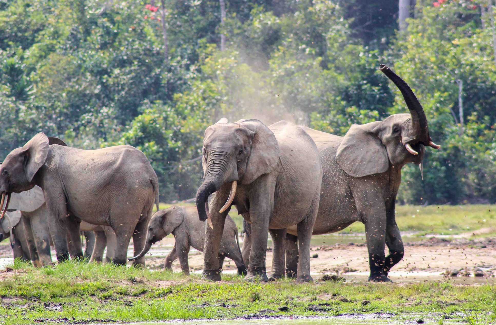 A gropu of elephants in a clearing with forest behind. One is raising its trunk.