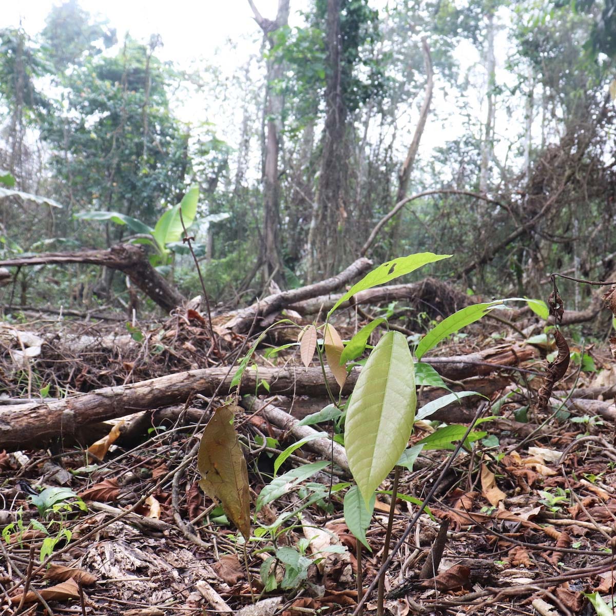 close-up of seedlings on the ground in a forest environment