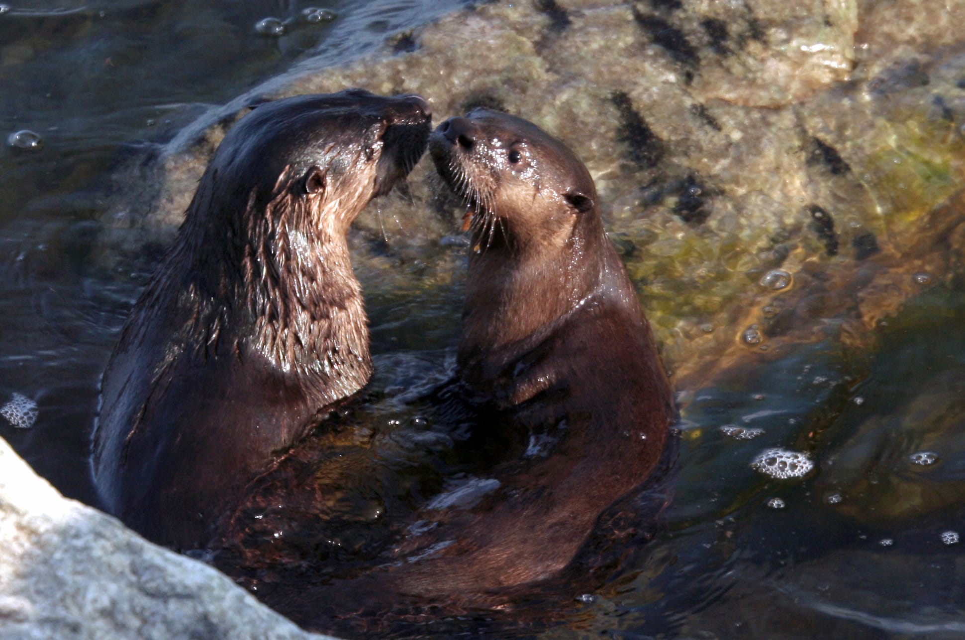 Two otters upright and facing each other with noses almost touching, in water next to rocks