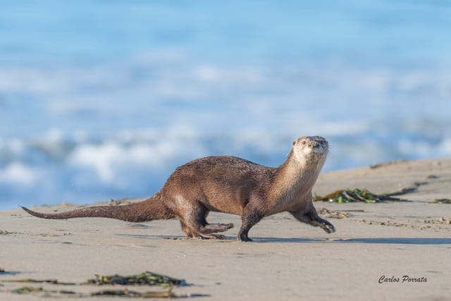 An otter walking along wet packed sand with blue in the background