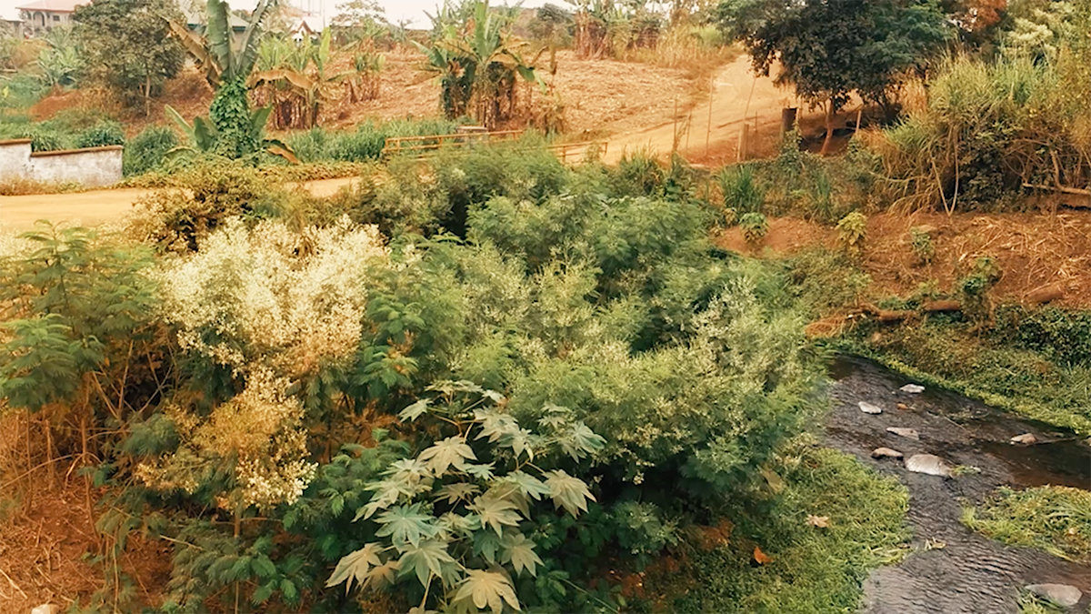 “We didn't really treat the forest as an ecosystem”