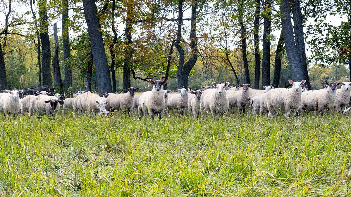 How we’re rewilding:
Jacob Murray, Topsy Farms