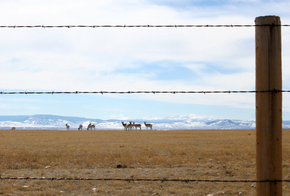 In Wyoming, fences are coming down to make way for wildlife
