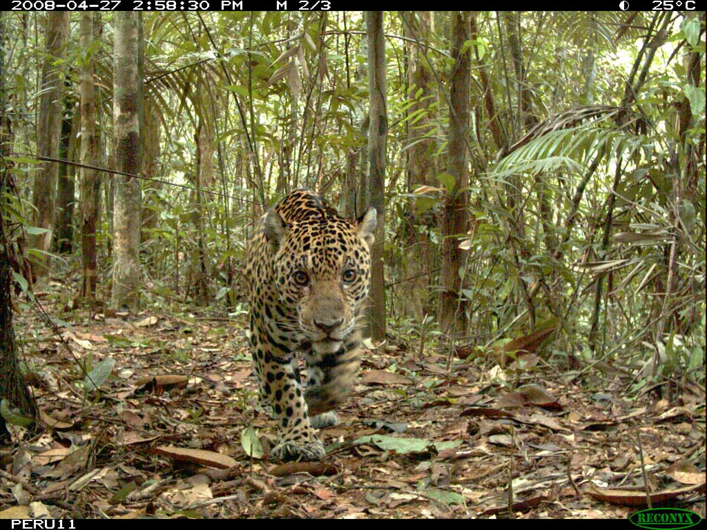 Data from thousands of surveillance cameras confirms that protected areas safeguard species diversity