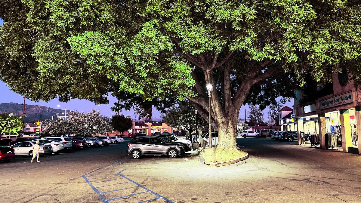 Why large trees are essential for healthy cities