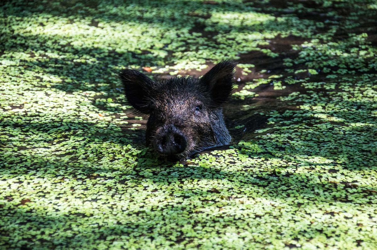 Are wild boar good or bad? The devil is in the details