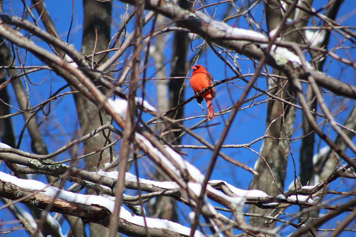 “How I turned my suburban yard into a wildlife habitat”