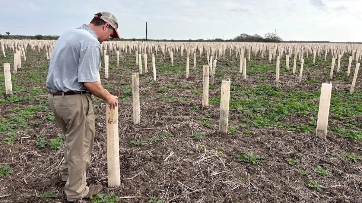 The Rio Grande Valley was once covered in forest. One man is trying to bring it back.