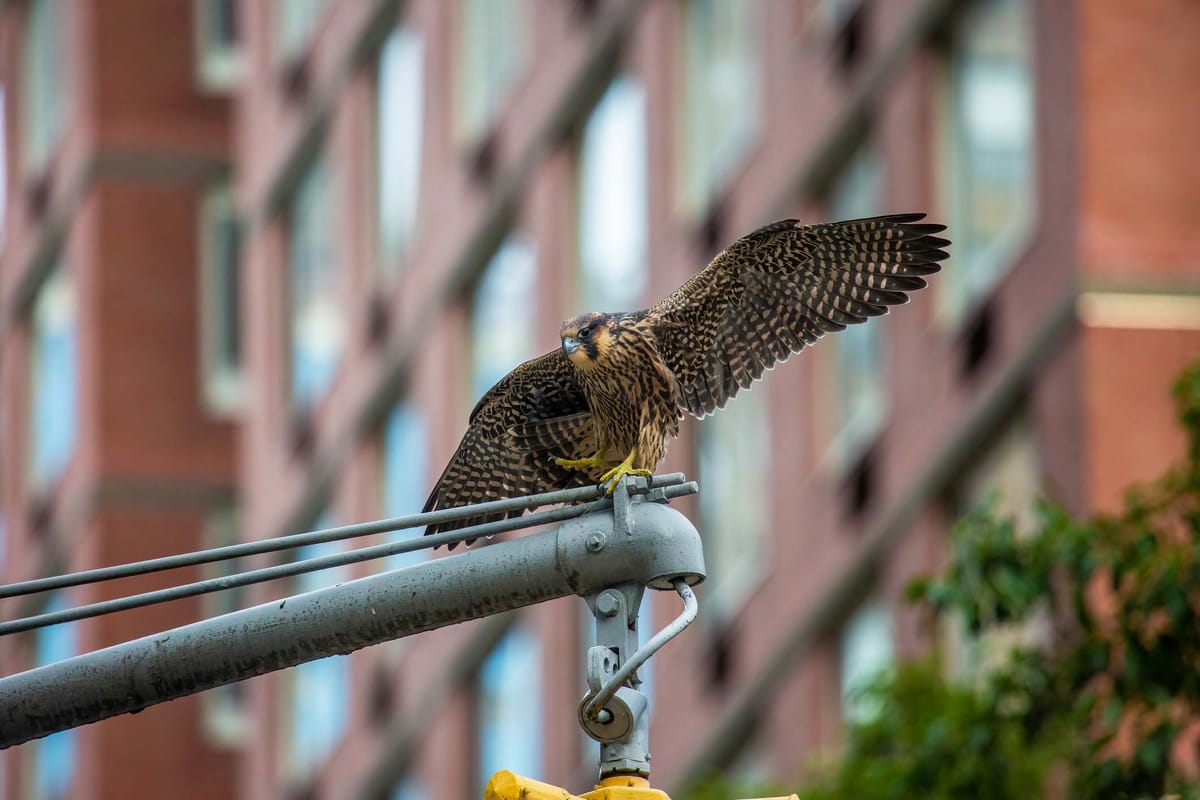 Urban rewilding has brought back beavers, hornbills and platypuses to city parks – and that’s just the start