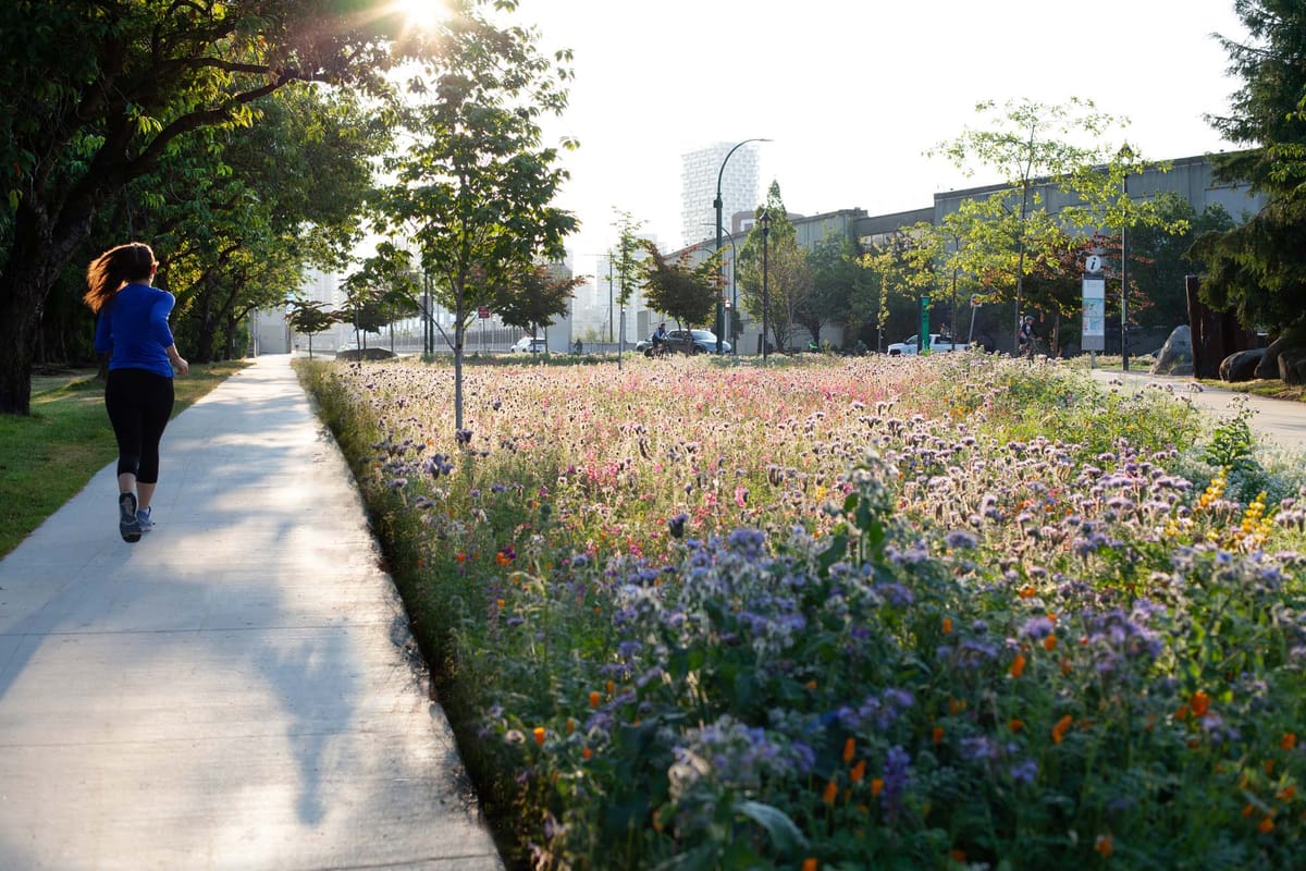 The city turning lawns into pollinator meadows