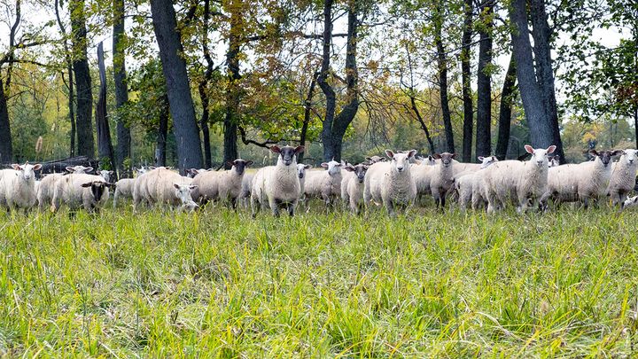 A flock of Topsy Farms sheep looking at the camera, with forest in the background.