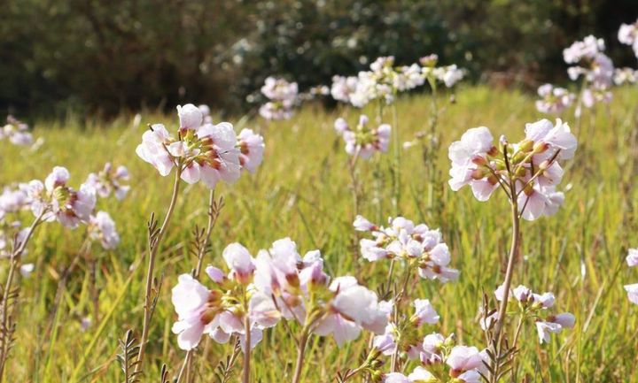 Pink native flowers in a British meadow