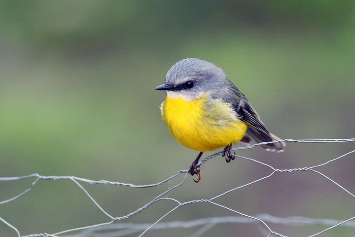 An eastern yellow robin is perched on a wire fence. The bird has a bright yellow breast and grey head and back.