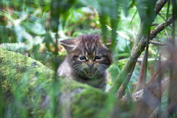 A Scottish wildcat kitten behind a mossy log, with its mouth open and ears down in a tiny roar.
