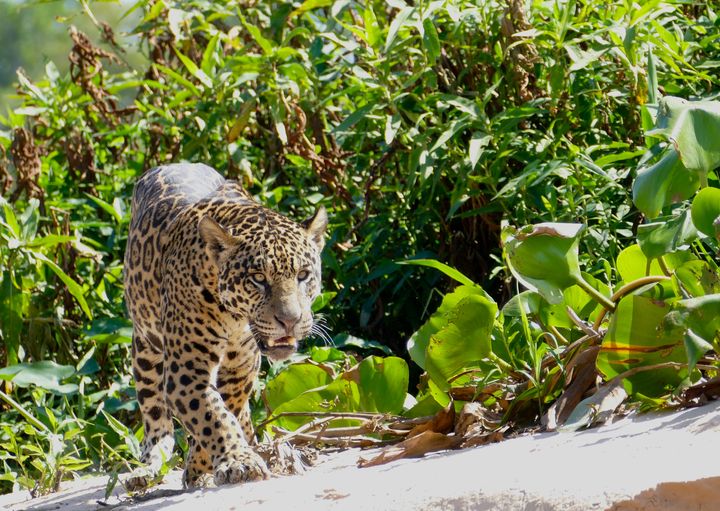 A jaguar walking along sand, facing the camera, with green plants in the background.