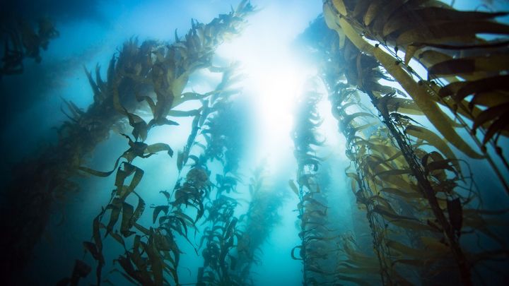 Looking up at a kelp forest from underwater; multiple strands of kelp reach up toward the surface and the light 