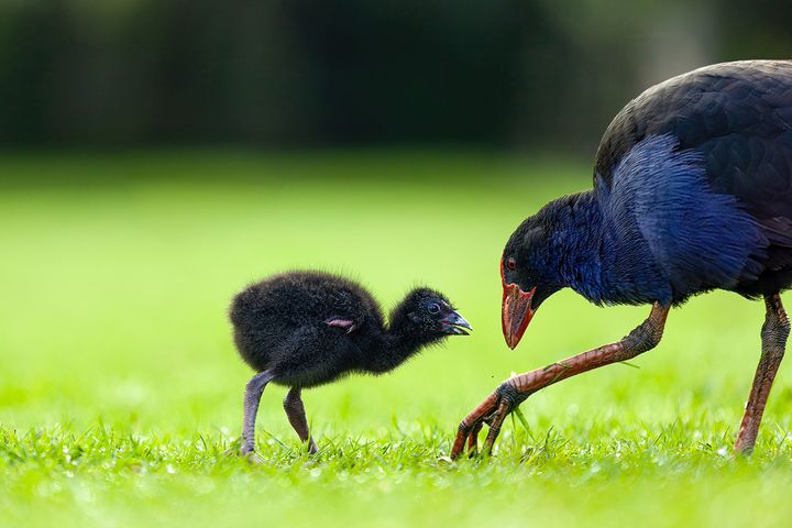 A pukeko and chick on grass