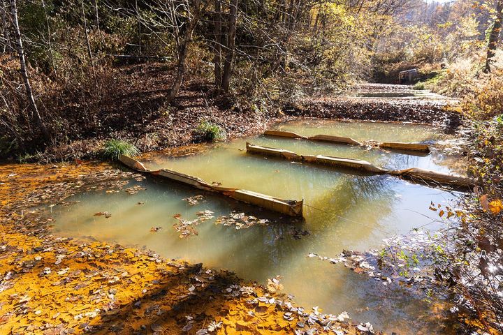 A series of limestone dams in a sunlit creek, surrounded by forest.