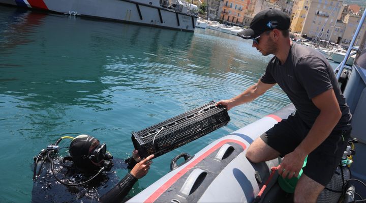 A diver takes an oyster cage from a man in a boat, in the harbour of Bastia, Corsica